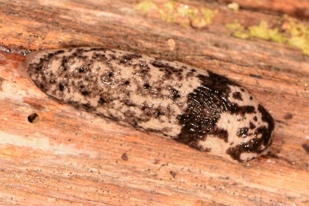 Alabama Mantleslug