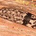 Alabama Mantleslug - Photo (c) Jason M Crockwell, some rights reserved (CC BY-NC-ND), uploaded by Jason M Crockwell