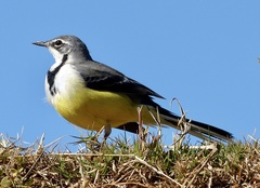 Motacilla flaviventris