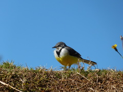 Motacilla flaviventris