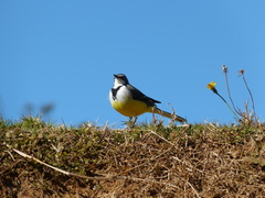 Motacilla flaviventris