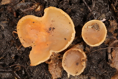 Pachyella celtica