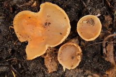 Pachyella celtica