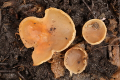 Pachyella celtica