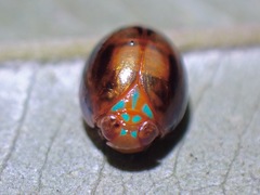 Hemisphaerius rufovarius