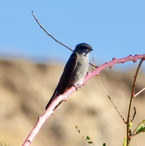 Madagascar Martin