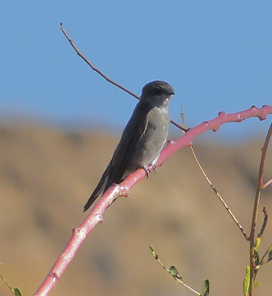 Brown-throated Martin