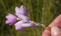 Dierama robustum