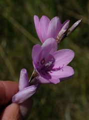 Dierama robustum
