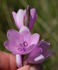 Dierama robustum