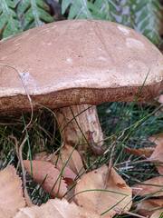 Suillus fuscotomentosus
