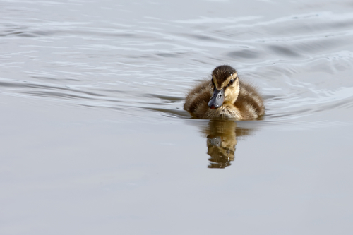 Canard colvert, jeune