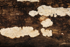 Eichleriella macrospora