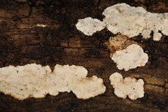 Eichleriella macrospora