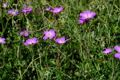 Geranium robustum