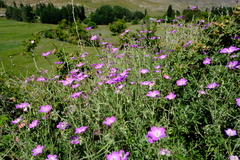 Geranium robustum