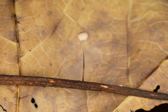 Marasmius felix