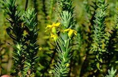 Euryops tysonii
