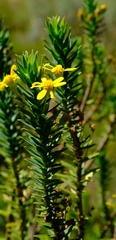 Euryops tysonii