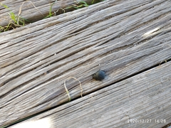 Pimelia chrysomeloides