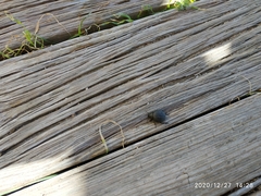 Pimelia chrysomeloides