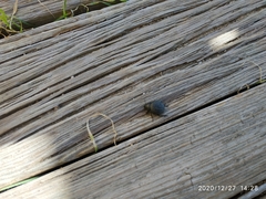 Pimelia chrysomeloides