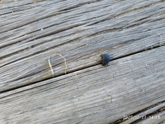 Pimelia chrysomeloides