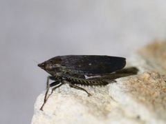 Negosiana dualis