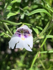Prostanthera saxicola montana