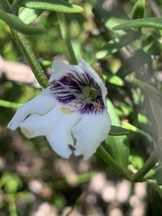 Prostanthera saxicola montana