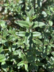 Prostanthera saxicola montana