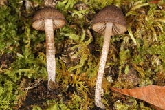 Cystoagaricus
