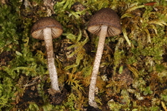 Cystoagaricus