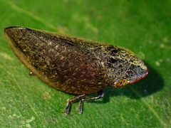 Plinia ampla