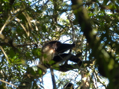 Propithecus edwardsi