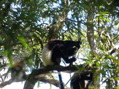 Propithecus edwardsi