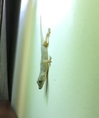 Hemidactylus flaviviridis