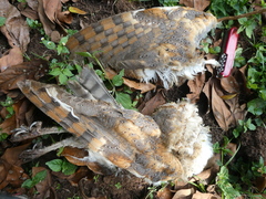 Tyto alba poensis