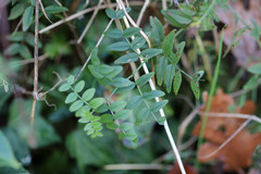 Vicia sepium