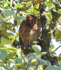 Otus rutilus rutilus