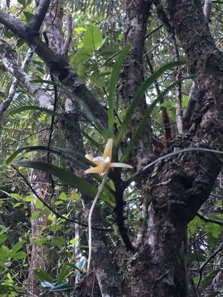 Angraecum obesum