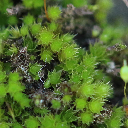 Ptychostomum imbricatulum