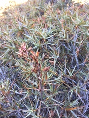 Dracophyllum pubescens