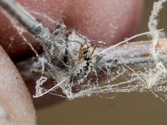 Archaeodictyna consecuta