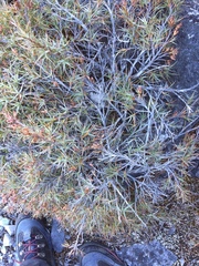 Dracophyllum pubescens