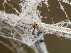 Archaeodictyna consecuta