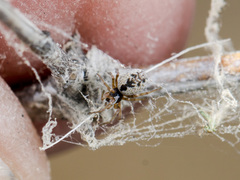 Archaeodictyna consecuta