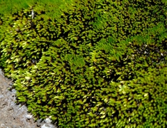 Imbribryum alpinum