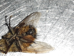 Protohystricia