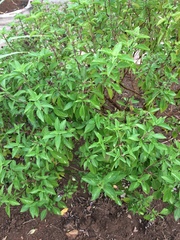 Ocimum basilicum
